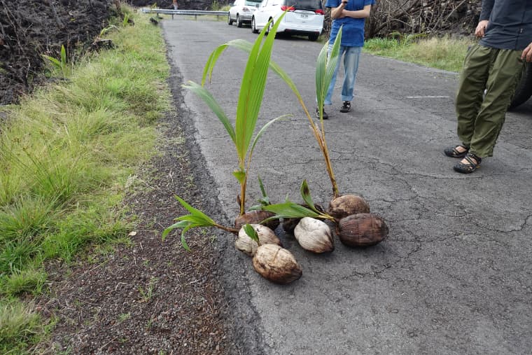 溶岩に埋めるためのココナッツ